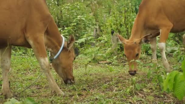 Ganado doméstico buey vaca toro banteng sapi bos javanicus comer hierba en el campo, granja de carne orgánica en Indonesia — Vídeo de stock