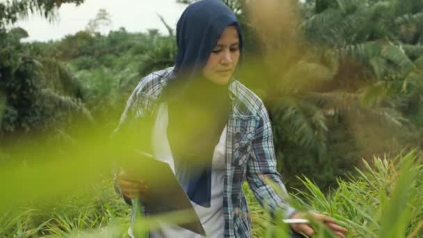 Exitosa agricultora musulmana asiática supervisa su cultivo de plantas de jengibre. Agricultura ecológica — Vídeos de Stock