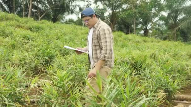 成功したアジアの男性農家は彼の生姜の植物栽培を監督します。有機農業 — ストック動画