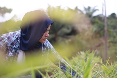 Başarılı Asyalı Müslüman kadın çiftçi zencefil bitkilerinin yetiştirilmesini denetliyor. Organik tarım