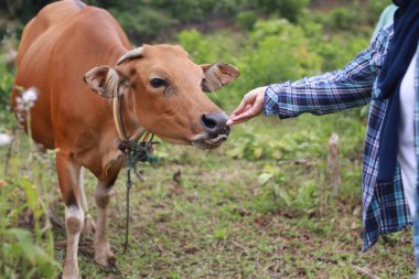 Asyalı dişi çiftçi inek öküzünü tarlada besliyor, sığır çiftliği tarım endüstrisi.