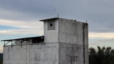 Evcilleştirilmiş Kırlangıç Kuş Yuvası Binası Endonezya 'da Kuş Yuvası Yemek Sanayisi
