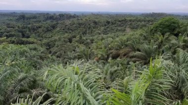Asya, Endonezya 'daki Palmiye Petrol Çiftliği Bahçesi