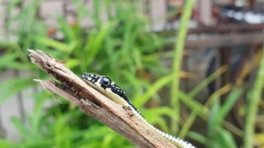 Dendrelaphis yılanı, dal dalında sürünüyor, makro görüntüyü kapat, kafaya odaklan.