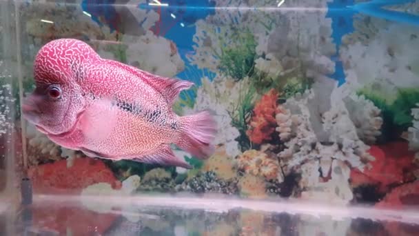 Красивая Лухан Экзотических Животных Рыб Аквариуме Flowerhorn Chiclid Рыбы Скрещивание — стоковое видео