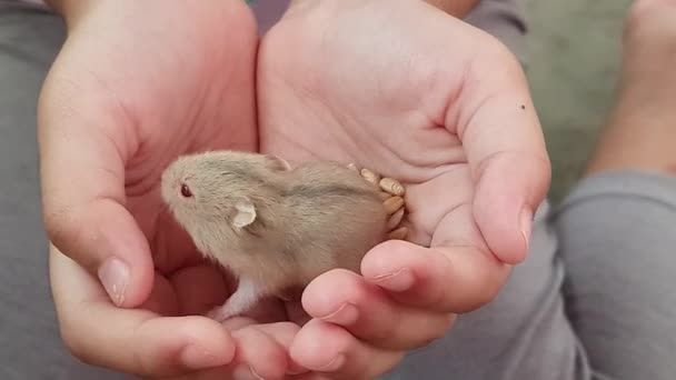 Pequeno Hamster Bebê Bonito Mão Meninas Roedor Domesticado Animal Estimação — Vídeo de Stock