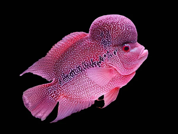 Beau Louhan Exotique Poisson Compagnie Dans Aquarium Chiclidé Corne Fleurs — Photo