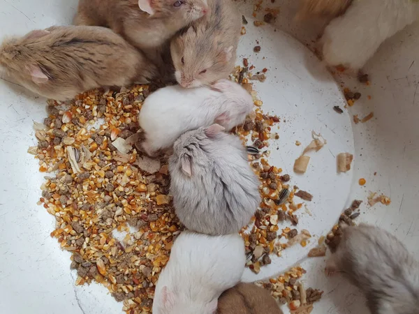 Vista Dall Alto Molti Simpatici Criceti Secchio Roditore Animale Domestico — Foto Stock