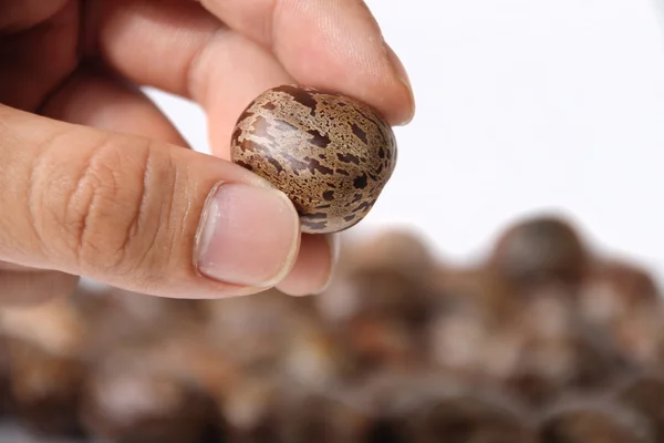 Planta de caucho Semilla — Foto de Stock