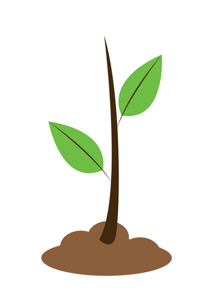 Молодое растение
