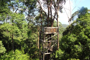 Tropikal orman gölgelik Köprüsü