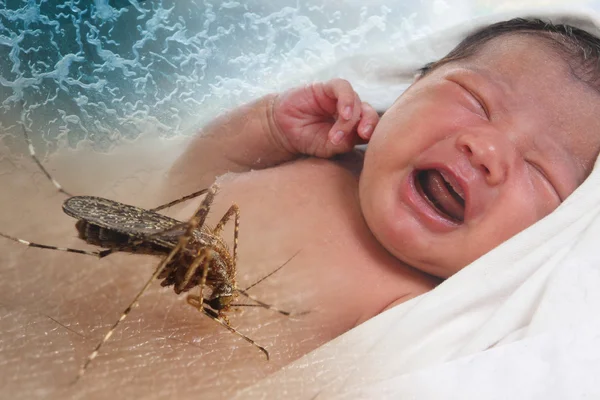 Zika Virus Epidemy — Stok Foto