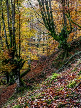 Sonbaharda eğimli ormanın doğal manzarası