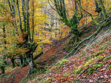 Sonbaharda eğimli ormanın doğal manzarası
