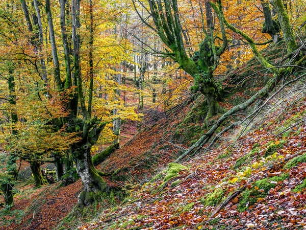 Sonbaharda eğimli ormanın doğal manzarası