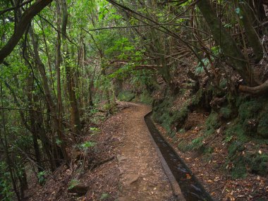Lush Ormanı boyunca Madeira Levada Patikası - Madeira 'daki güneş lekeli Laurisilva ormanı boyunca kıvrılan geleneksel bir Levada sulama kanalı boyunca manzaralı yürüyüş yolu.