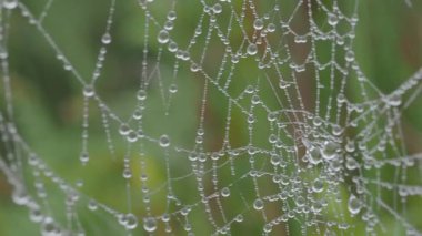 Karmaşık Örümcek Ağı Sabah Çiğ Damlaları ile kaplı; ince bir örümcek ağıyla karışık sabah çiğ damlacıkları ile kaplı, aşırı makro çekim yumuşak, yeşil, doğal bir zemin üzerine kurulmuş.