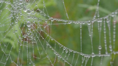 Karmaşık Örümcek Ağı Sabah Çiğ Damlaları ile kaplı; ince bir örümcek ağıyla karışık sabah çiğ damlacıkları ile kaplı, aşırı makro çekim yumuşak, yeşil, doğal bir zemin üzerine kurulmuş.