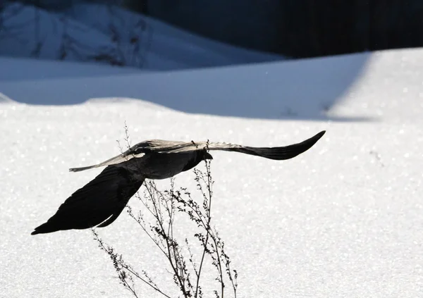 Oiseaux des steppes — Photo