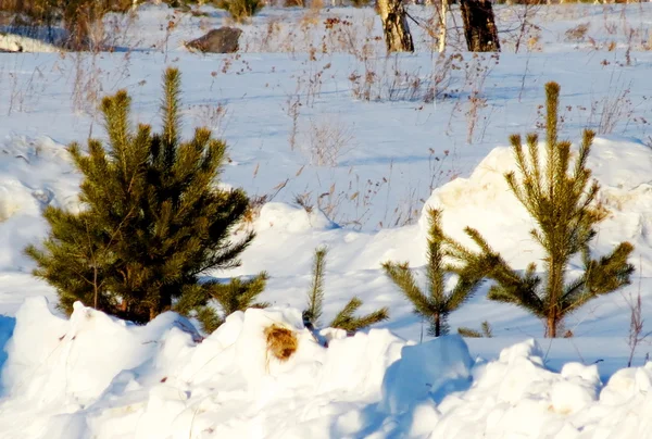 Doğa Altaya göz memnun eder.