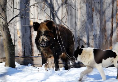 Vahşi hayvanlar Sibirya