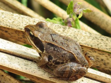 Vahşi hayvanlar Sibirya