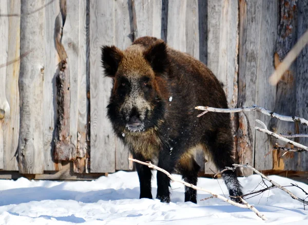 Wild animals Siberia — Stock Photo, Image