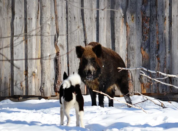 Wild animals Siberia — Stock Photo, Image