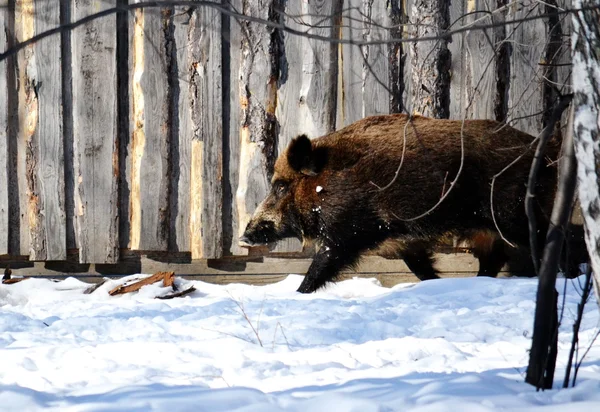 Wild animals Siberia — Stock Photo, Image