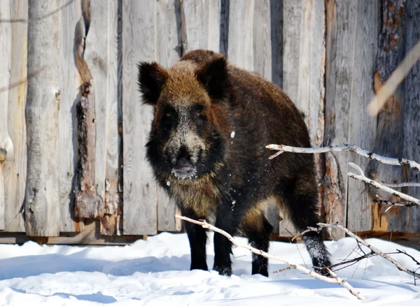 シベリアの野生動物 ロイヤリティフリーのストック写真
