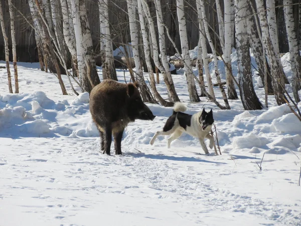 Animais selvagens Altaya — Fotografia de Stock