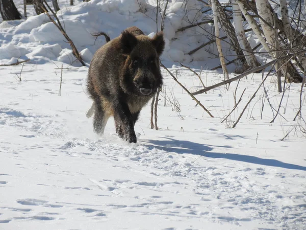 Wild animals Altaya — Stock Photo, Image