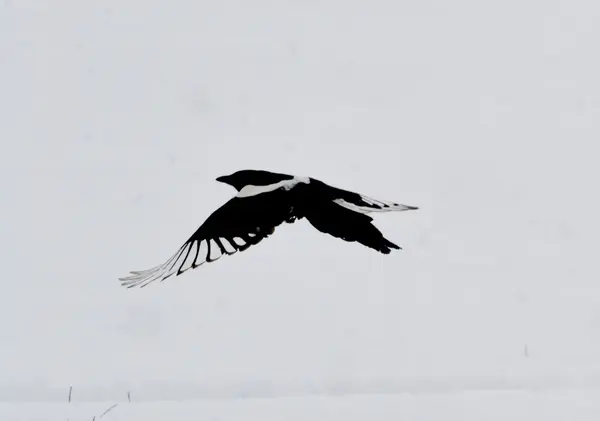 Aves das estepes — Fotografia de Stock
