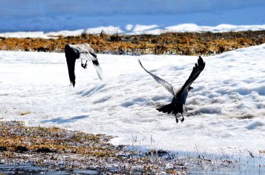 bozkırlarında kuşların