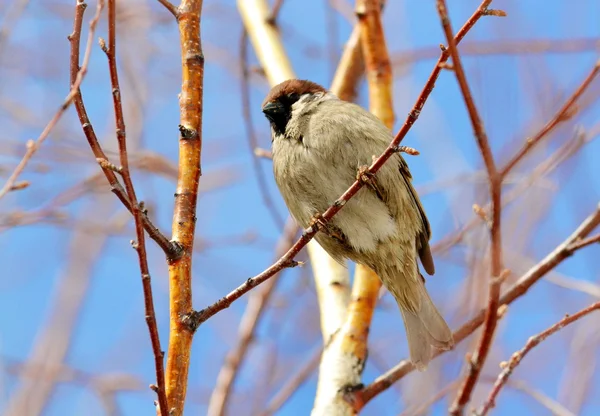 Vogels van de steppes — Stockfoto