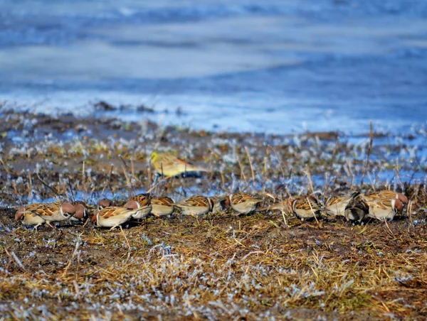 Aves das estepes — Fotografia de Stock