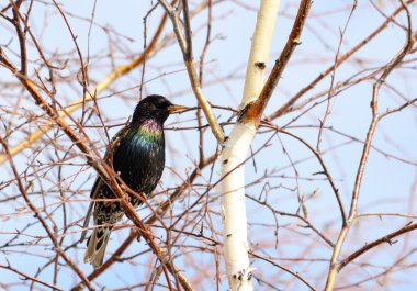  bozkırlarında kuşların
