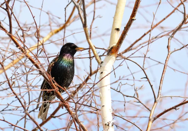 Aves das estepes — Fotografia de Stock