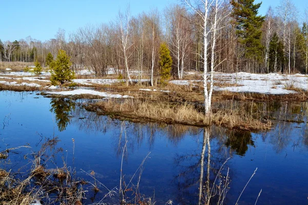 Natura Altaya cieszy oko — Zdjęcie stockowe