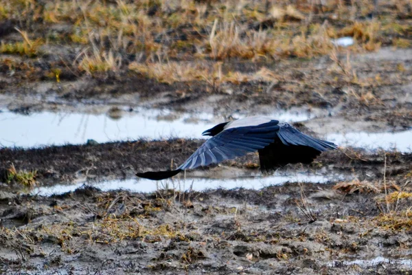 Vogels van de steppes — Stockfoto