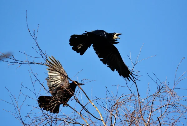 Vogels van de steppes — Stockfoto