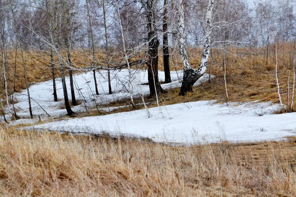 Altaya přírody potěší oko — Stock fotografie