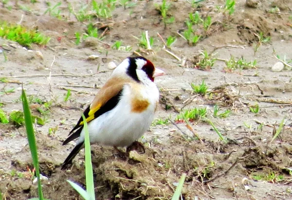 Birds of the steppes — Stock Photo, Image