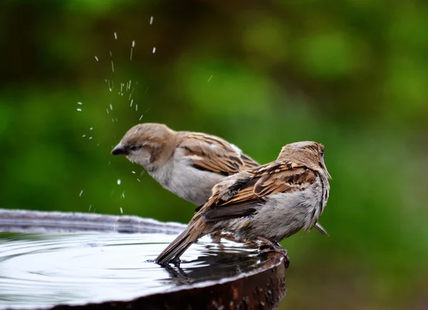 Aves das estepes — Fotografia de Stock