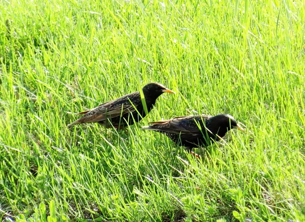 Steppenvögel — Stockfoto