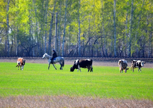 Animali domestici giocano — Foto Stock