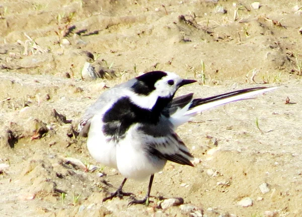 Vogels van de steppes — Stockfoto