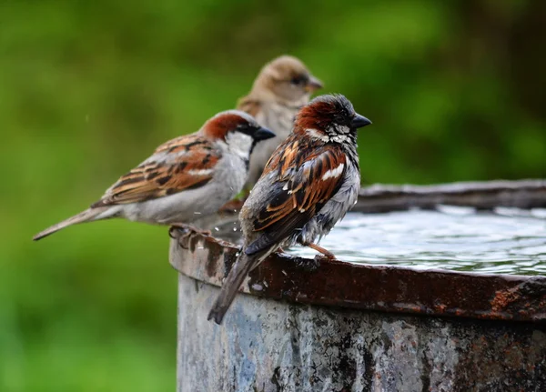 Bozkırlarında kuşların — Stok fotoğraf