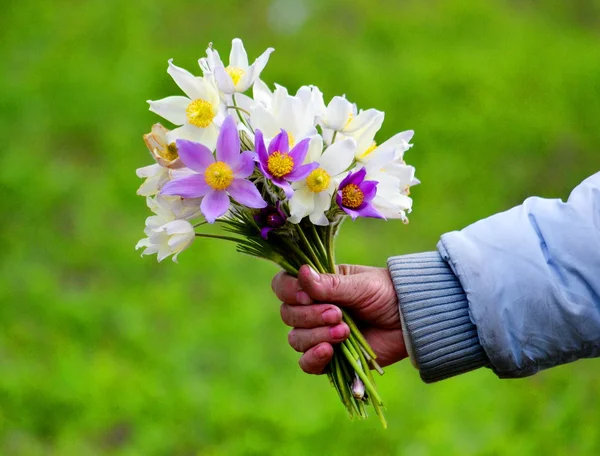 Fiori delle steppe — Foto Stock