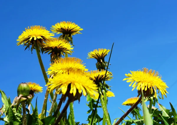 Flowerses das estepes — Fotografia de Stock